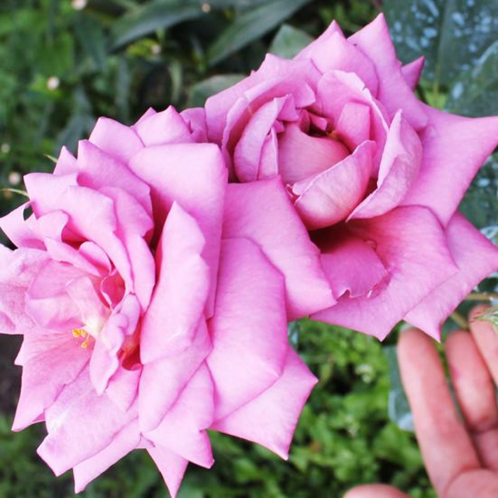 Роза Россион Фото И Описание – Telegraph