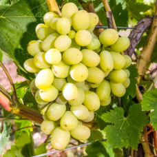 Виноград Макси белый