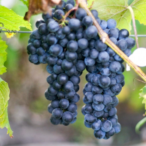 Виноград Макси черный Виноград Макси черный