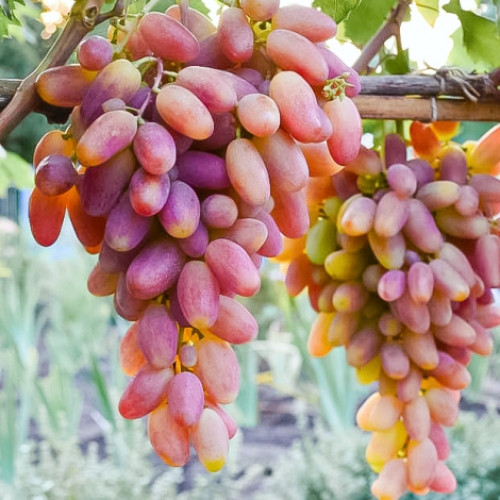 Виноград Преображение Виноград Преображение