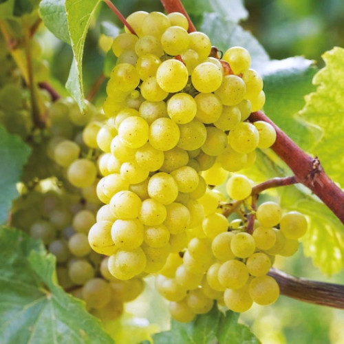 Виноград Амурский белый Виноград Амурский белый