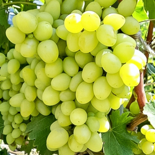 Виноград Аркадия Виноград Аркадия