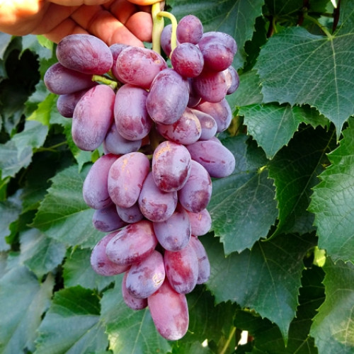 Виноград Байконур Виноград Байконур