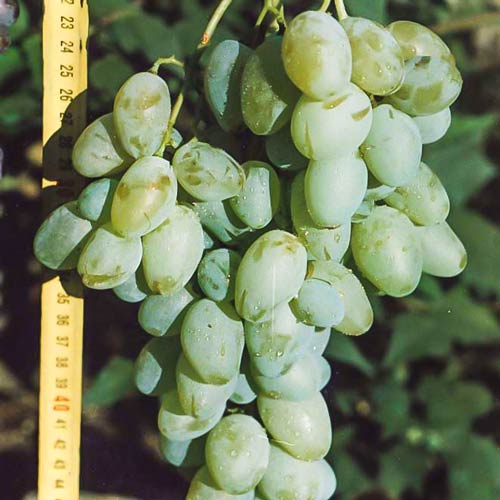 Виноград Белый Гигант Виноград Белый Гигант