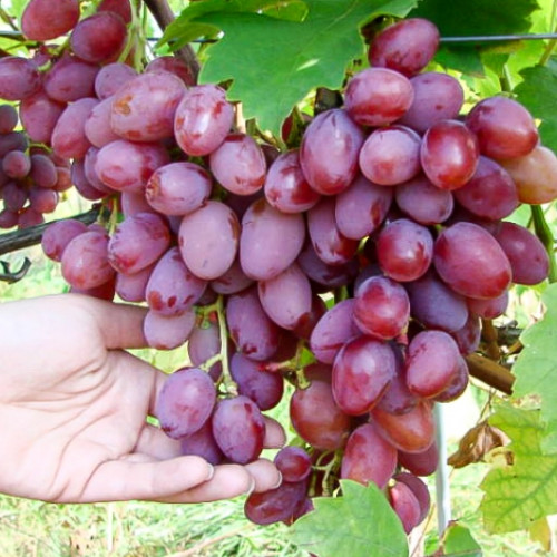 Виноград Граф Монте Кристо Виноград Граф Монте Кристо