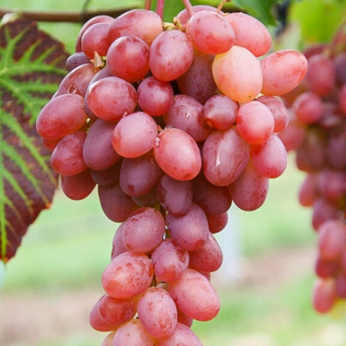 Виноград Гурман ранний Виноград Гурман ранний