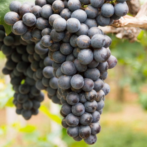 Виноград кишмиш черный Виноград кишмиш черный