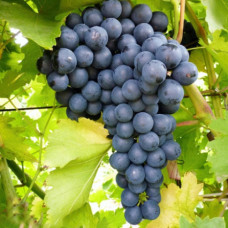 Виноград кишмиш Изумруд