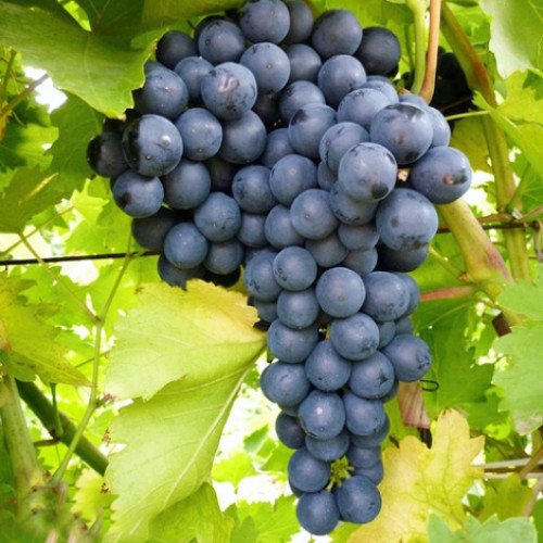 Виноград кишмиш Изумруд Виноград кишмиш Изумруд