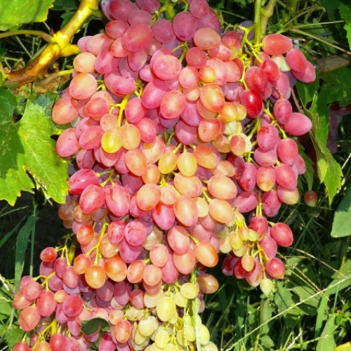 Виноград кишмиш красный Виноград кишмиш красный