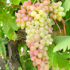 Виноград кишмиш Мечта
