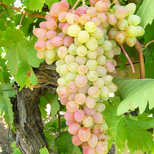 Виноград кишмиш Мечта Виноград кишмиш Мечта