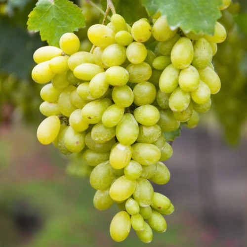 Виноград кишмиш Столетие Виноград кишмиш Столетие