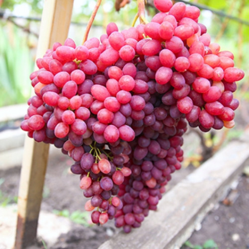 Виноград кишмиш Велес Виноград кишмиш Велес