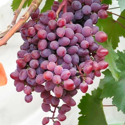 Виноград кишмиш Запорожский Виноград кишмиш Запорожский