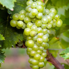 Виноград Мускат белый