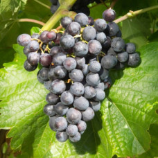 Виноград Мускат блау