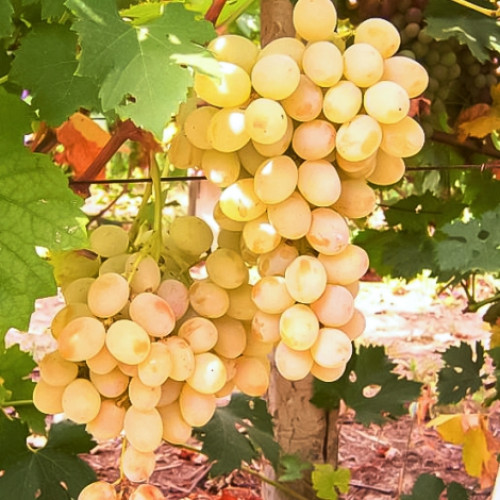 Виноград Розовая дымка Виноград Розовая дымка