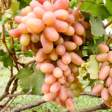 Виноград Сенсация