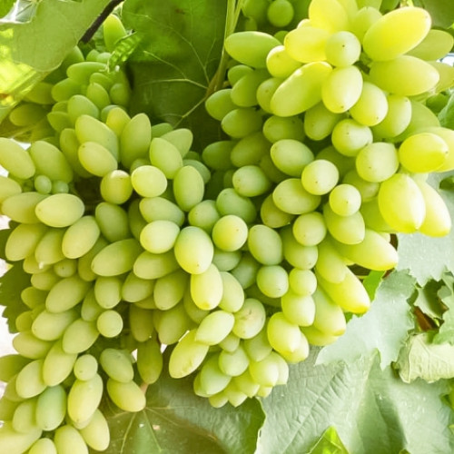 Виноград Тимур Виноград Тимур