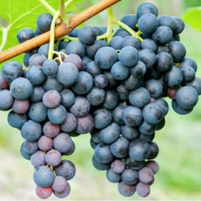 Виноград Триумф