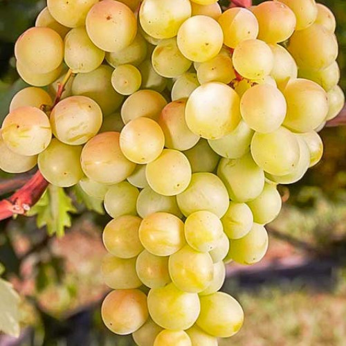 Виноград Восторг белый Виноград Восторг белый