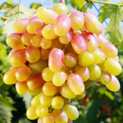 Виноград Золотой юбилей Виноград Золотой юбилей