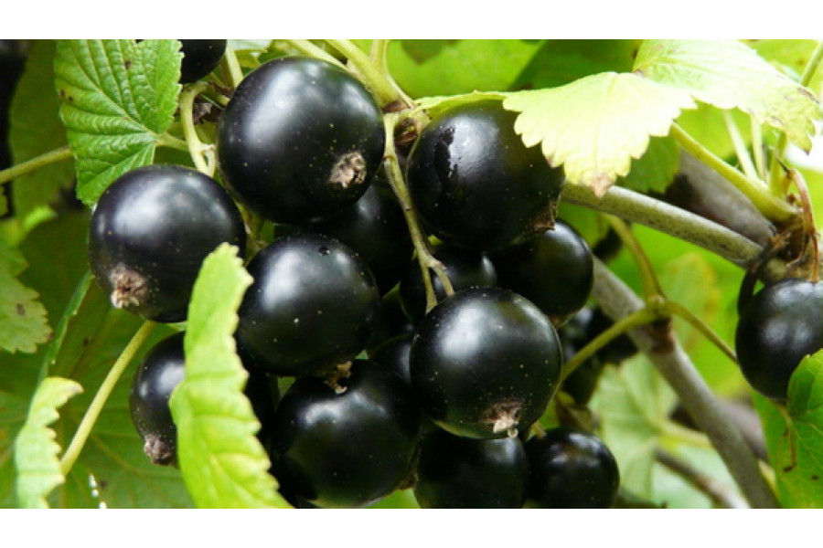 Уход за смородиной весной