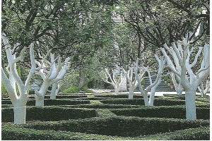 Побелка Деревьев