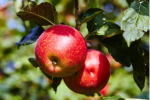 Плодожорка В Саду