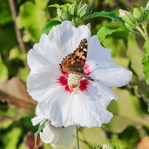 Гибискус сирийский Ред Харт Гибискус сирийский Ред Харт