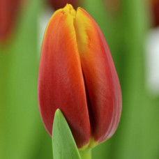 Тюльпан Триумф Андре Ситроен 3шт. в упаковке