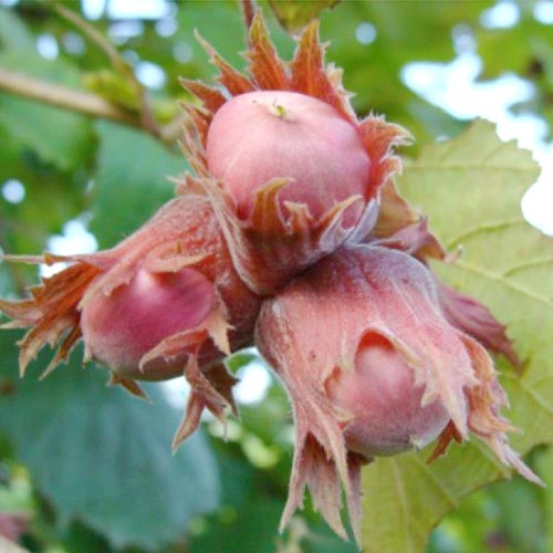 Фундук Ламберта краснолистный Фундук Ламберта краснолистный