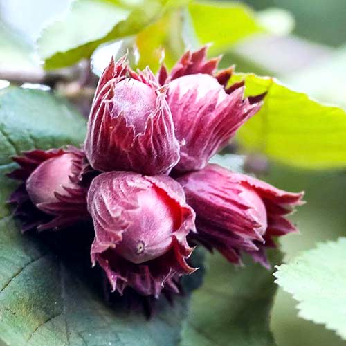 Фундук Сахарный Фундук Сахарный