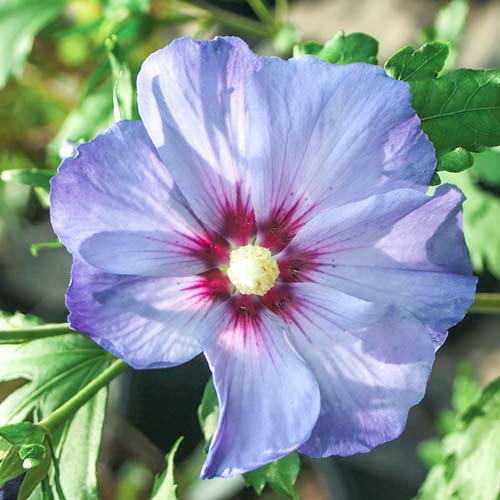 Гибискус Азурри Гибискус Азурри