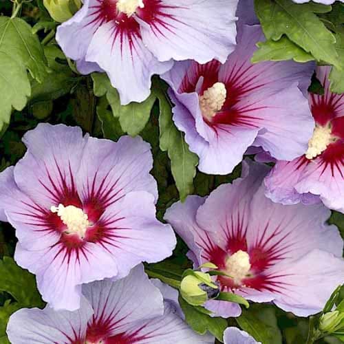 Гибискус сирийский Марина Гибискус сирийский Марина