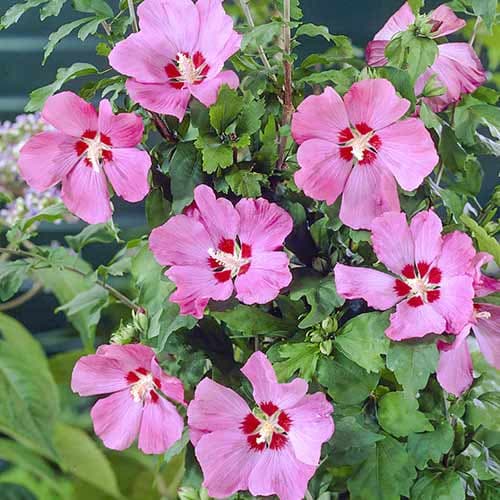 Гибискус сирийский Вудбридж Гибискус сирийский Вудбридж