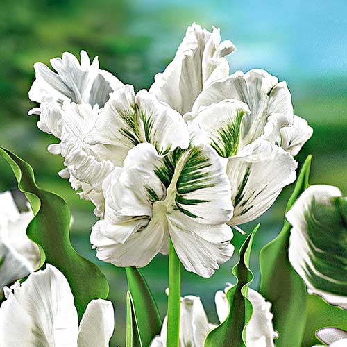 Тюльпан попугайный Уайт Пэррот 3шт. в упаковке Тюльпан попугайный Уайт Пэррот 3шт. в упаковке