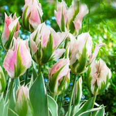 Тюльпан попугайный Грин Вейв 3шт. в упаковке