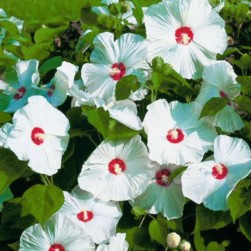 Гибискус Олд Елла Гибискус Олд Елла