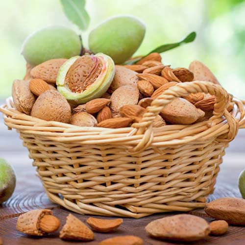 Миндаль Прибрежный Миндаль Прибрежный