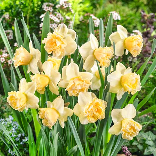 Нарцисс крупноцветковый Арт Дизайн 3шт. в упаковке Нарцисс крупноцветковый Арт Дизайн 3шт. в упаковке