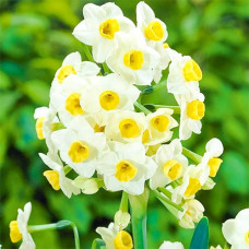 Нарцисс Аваланш 3шт. в упаковке