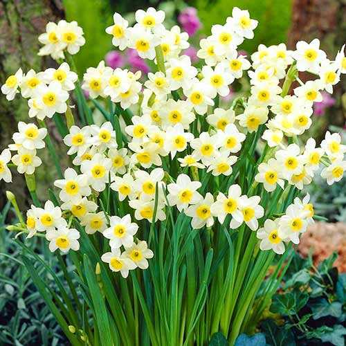 Нарцисс Аваланш 3шт. в упаковке Нарцисс Аваланш 3шт. в упаковке