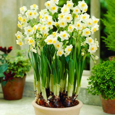 Нарцисс Аваланш 3шт. в упаковке