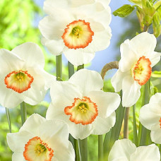 Нарцисс крупнокорончатый Барби Долл 3шт. в упаковке