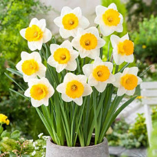 Нарцисс крупнокорончатый Биг Ган 3шт. в упаковке