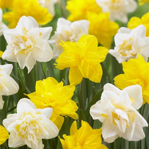 Нарцисс махровый Брайт Сан, микс 3шт. в упаковке Нарцисс махровый Брайт Сан, микс 3шт. в упаковке