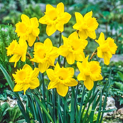 Нарцисс крупноцветковый Датч Мастер 3шт. в упаковке Нарцисс крупноцветковый Датч Мастер 3шт. в упаковке