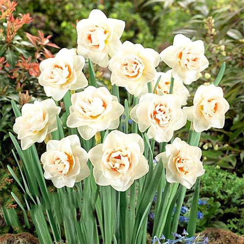 Нарцисс махровый Флауэр Парад 3шт. в упаковке Нарцисс махровый Флауэр Парад 3шт. в упаковке